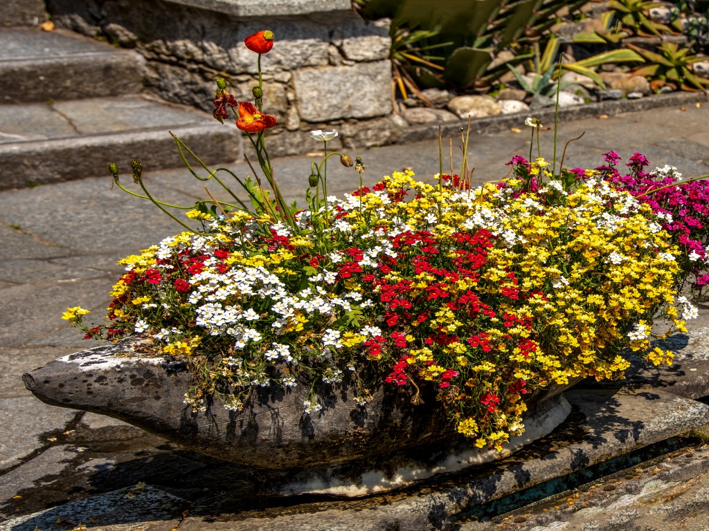 fiori