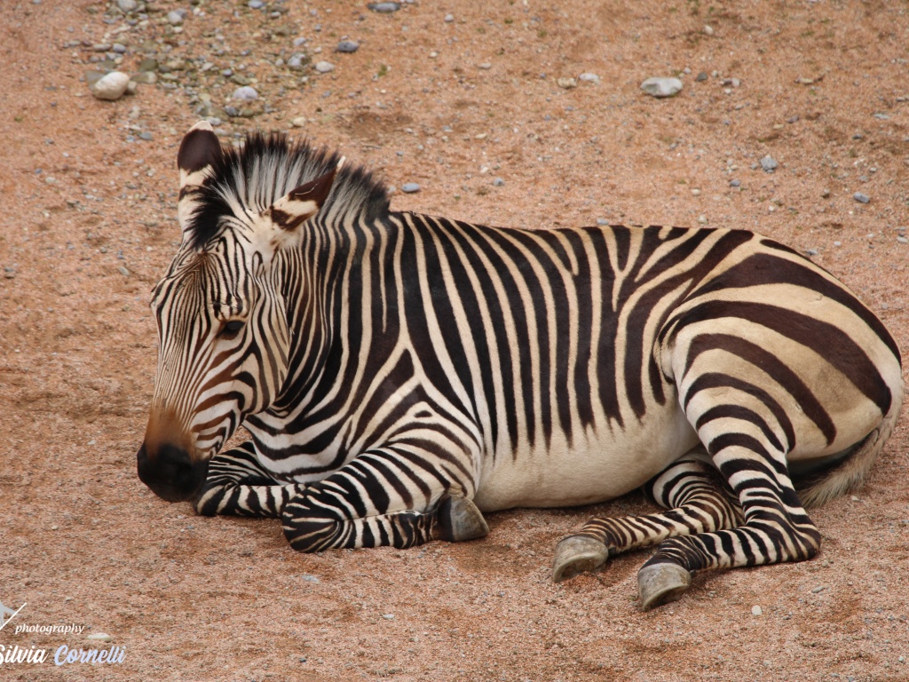 Zebra
