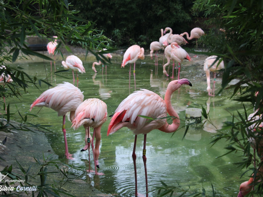 Flamingos