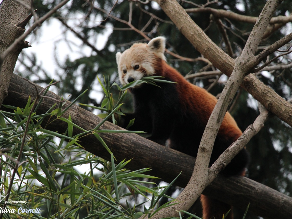 Panda minore