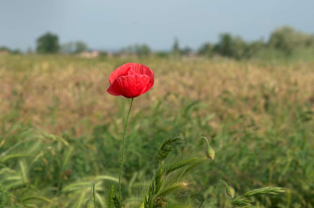 papavero-1024