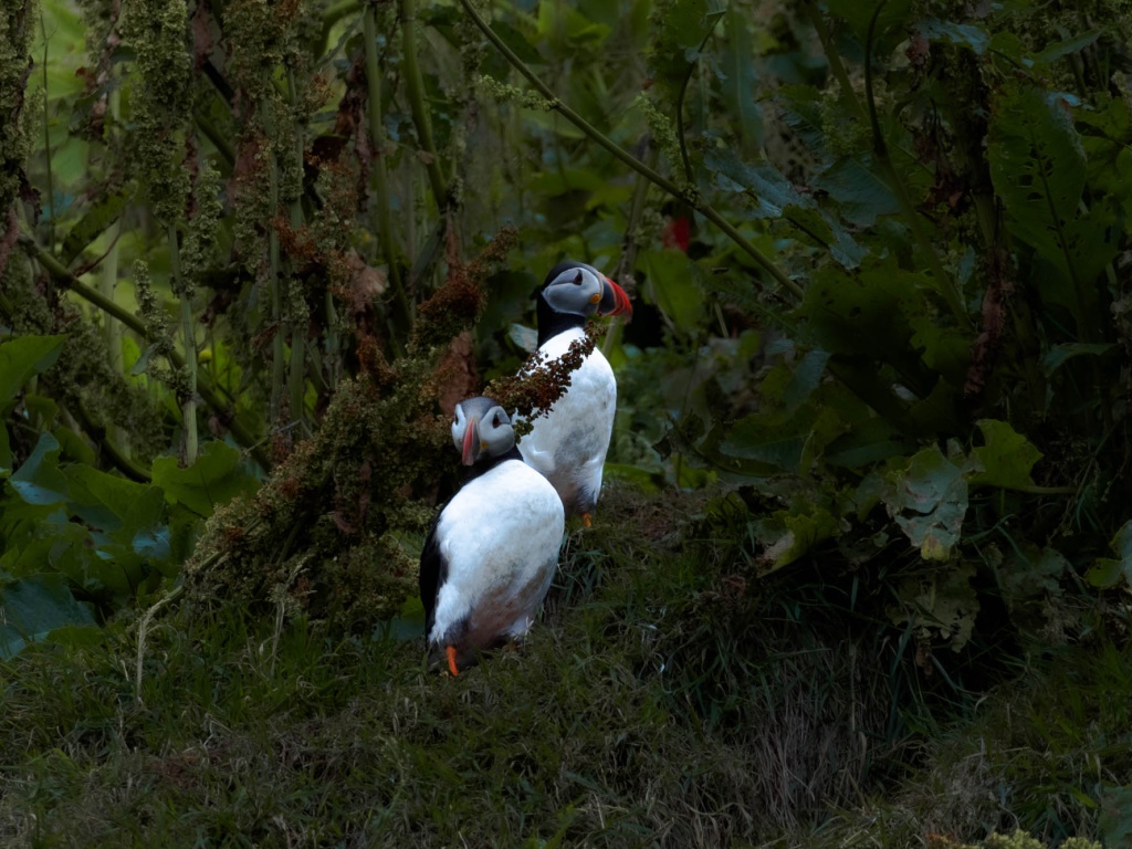 Puffins 