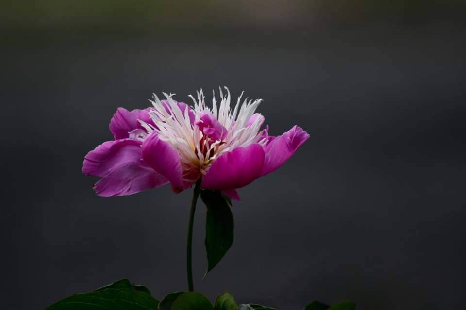 Peonia