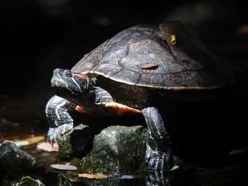 Tartaruga dalle orecchie rosse. Oasi Sant&#039;Alessio 