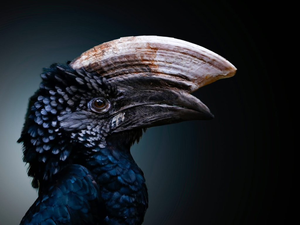 Bucero Guanceargentate. Oasi Sant&#039;Alessio 