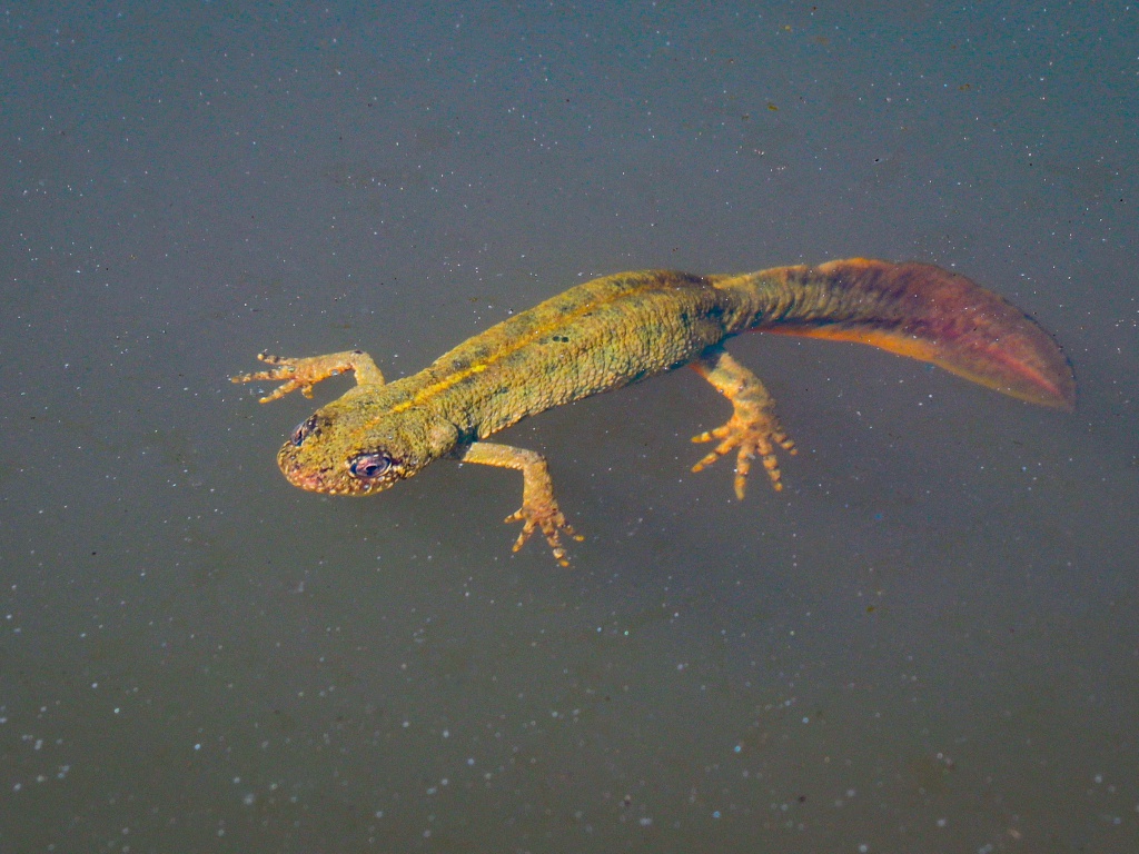 Tritone sulla Perduca