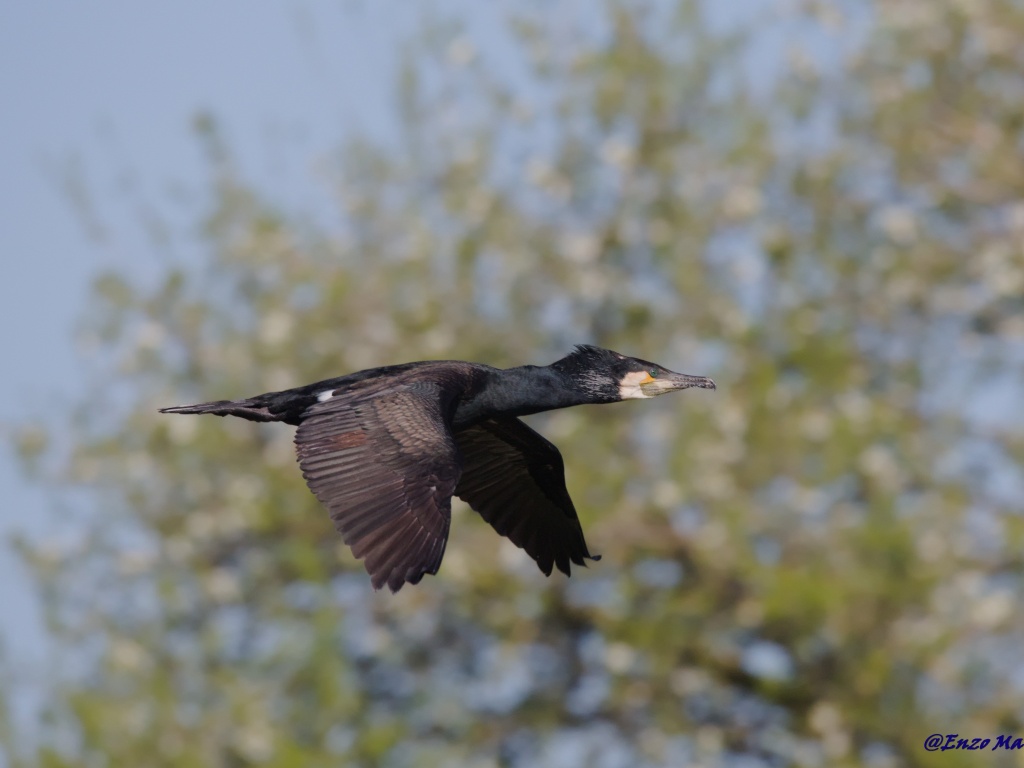 Cormorano