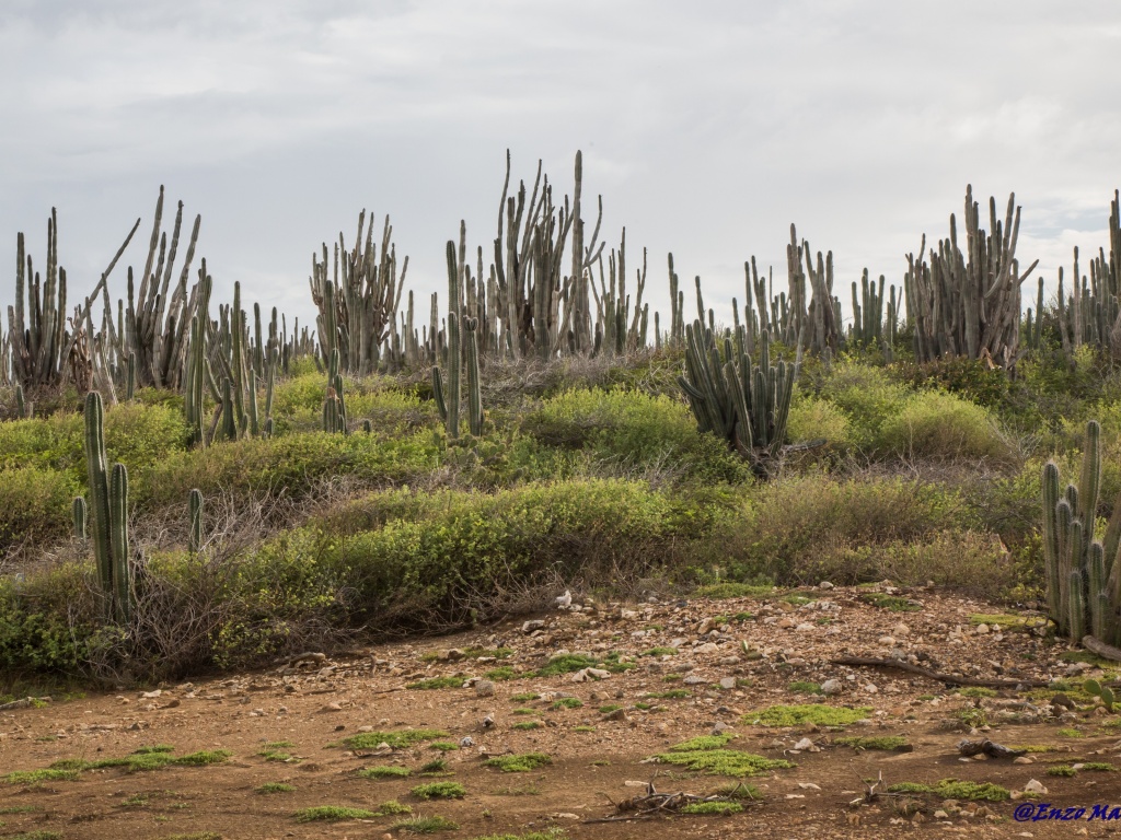 Bonaire cactus